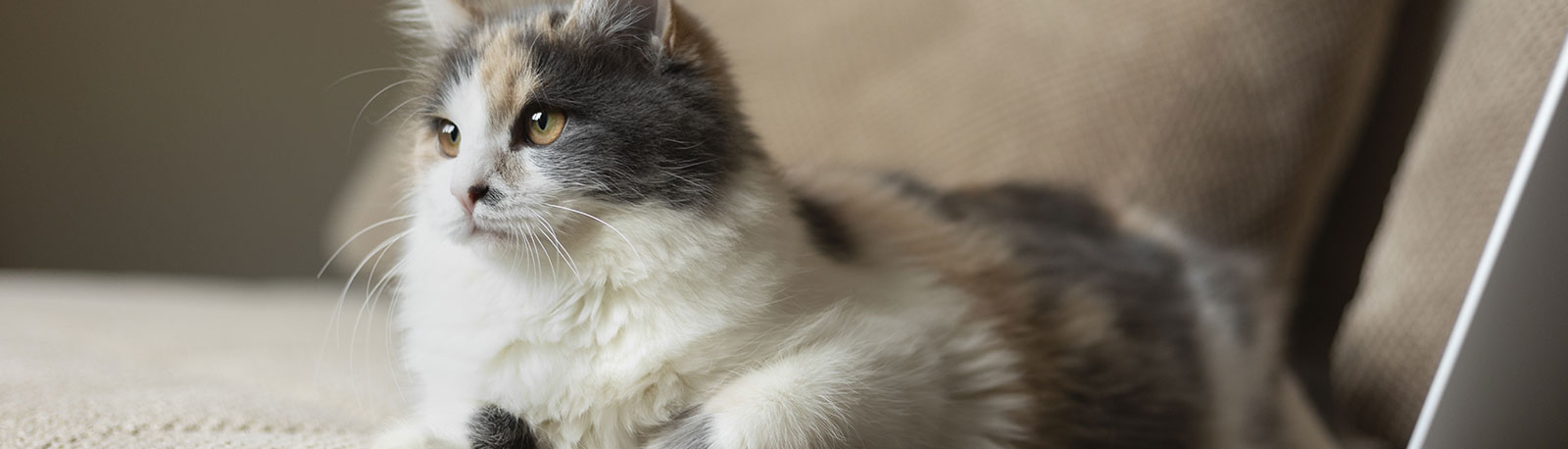 Vétérinaire chien et chat à Jupille – Dr CECILE JASSOGNE