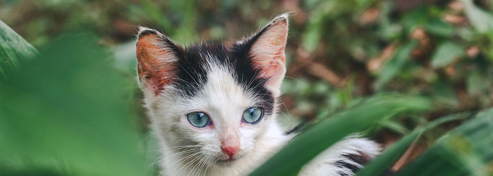 Médecine générale